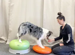 Balansträning för Agilityhundar - www.gulare.com