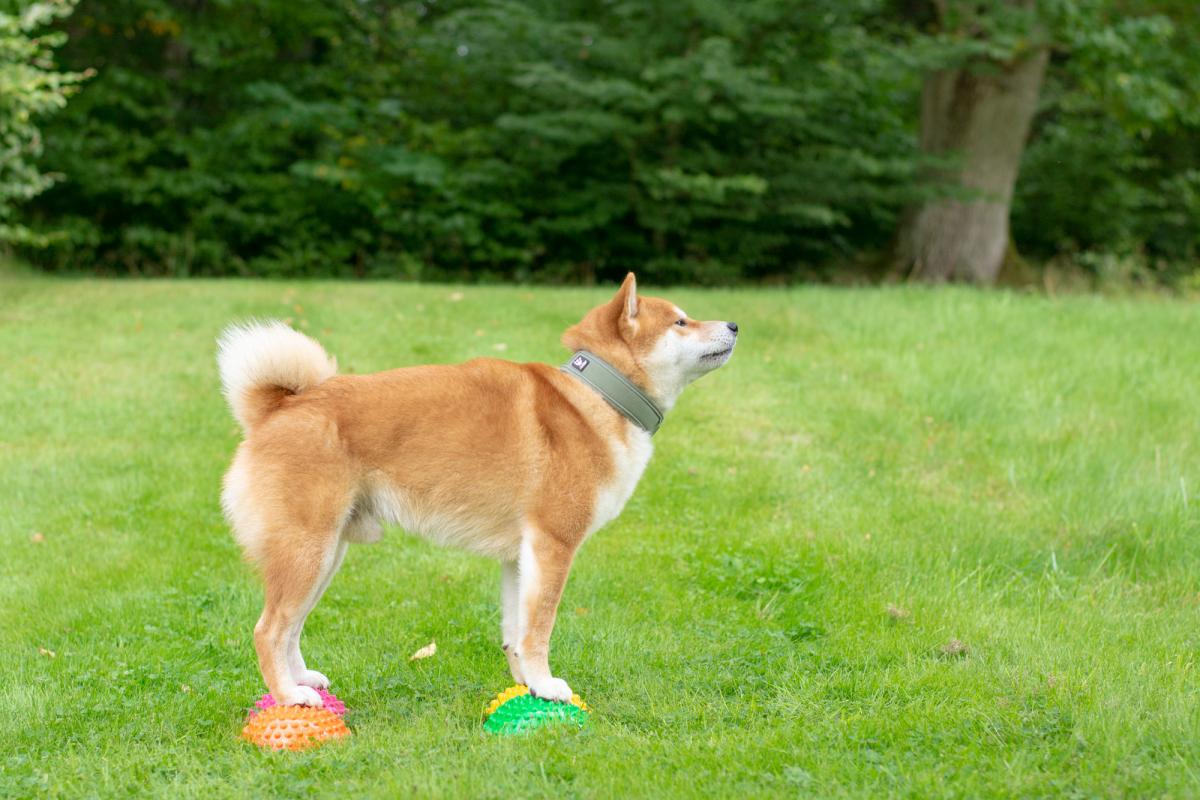 Aktiveringsstenar Multi - www.gulare.com