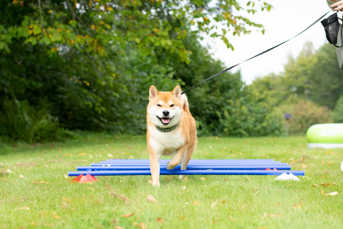 Kon liten för cavaletti - www.gulare.com