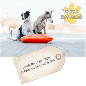 Prehab f&ouml;re Rehab- bygg en starkare hund - www.gulare.com