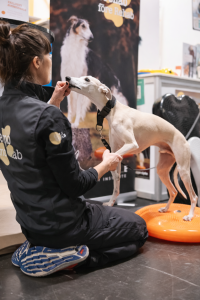 Prehab f&ouml;re Rehab- bygg en starkare hund - www.gulare.com