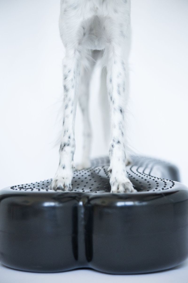 Balansplatta Hundben - www.gulare.com