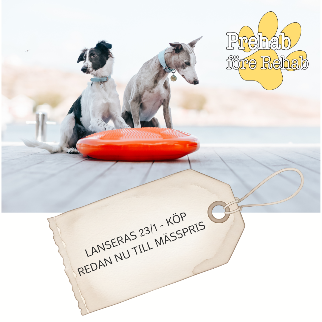 Prehab före Rehab- bygg en starkare hund - www.gulare.com